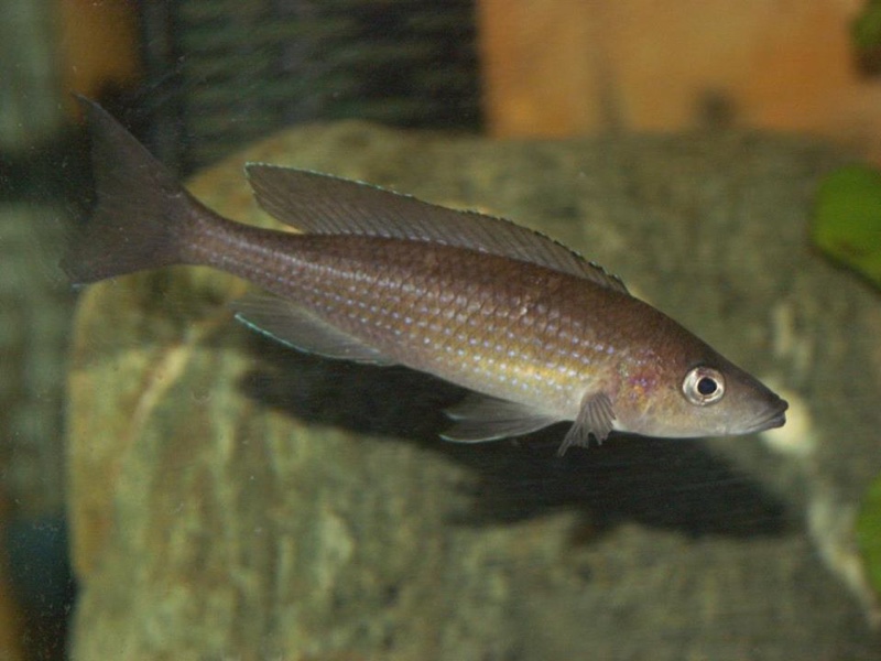 Paracyprichromis brieni 'Isanga Bay'
